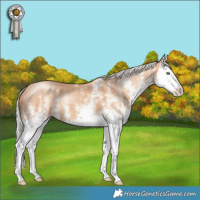 Horse Color:White Spotted Silver Classic Champagne Splash 