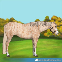 Horse Color:Chestnut Appaloosa and Gold Champagne Appaloosa