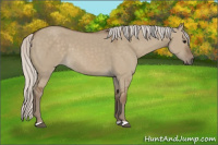 Horse Color:Silver Grullo 