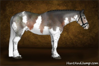 Horse Color:Brown Splash Tobiano Appaloosa 