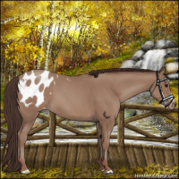 Horse Color:Classic Champagne Appaloosa