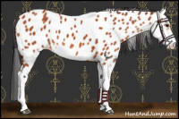 Horse Color:Bay Sabino Near Leopard 