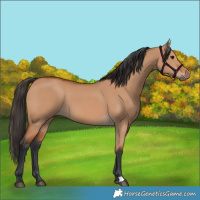 Horse Color:Bay Dun 