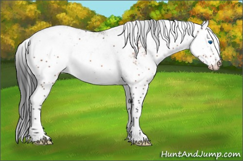 Horse Color:Brown Sabino Splash Appaloosa 