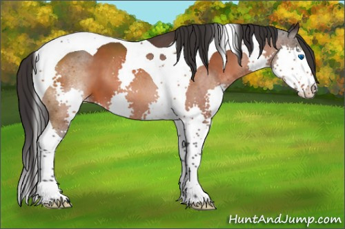 Horse Color:Bay Sabino Splash Tobiano Appaloosa 