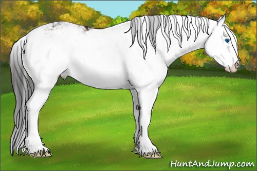 Horse Color:Brown Sabino Splash Appaloosa 