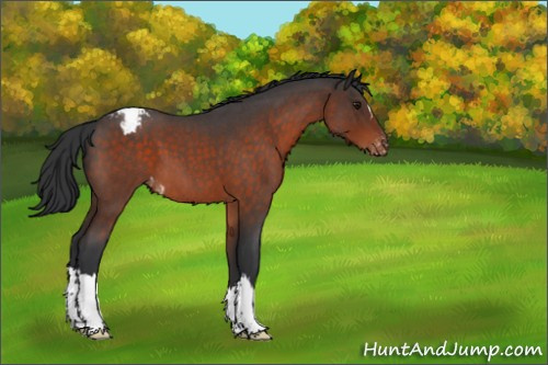 Horse Color:Brown Roan Appaloosa 