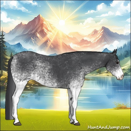 Horse Color:White Spotted Blue Roan