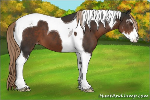 Horse Color:Liver Chestnut Sabino Tobiano Appaloosa 