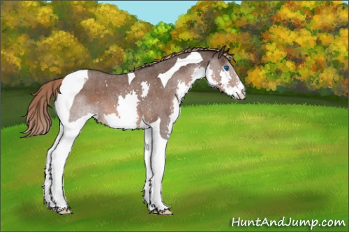Horse Color:Liver Red Roan Splash Tobiano Appaloosa 