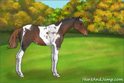 Horse Color:Liver Red Roan Tobiano Appaloosa 