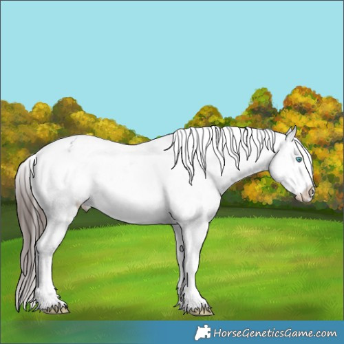 Horse Color:Brown Sabino Splash Appaloosa 