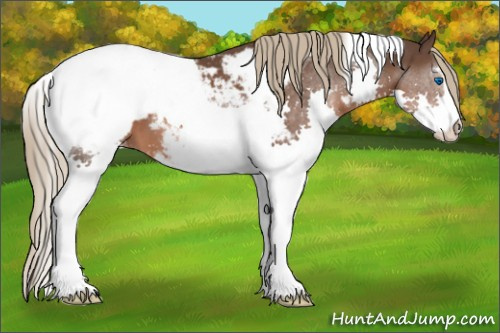 Horse Color:Liver Chestnut Sabino Splash Tobiano Appaloosa 