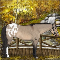 Horse Color:Brown Dun Appaloosa