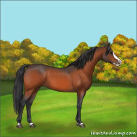 Horse Color:Bay Roan Splash