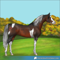 Horse Color:Brown Splash Tobiano 
