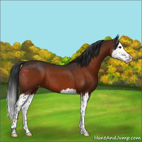 Horse Color:Brown Splash Appaloosa 