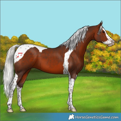 Horse Color:Silver Brown Splash Tobiano 