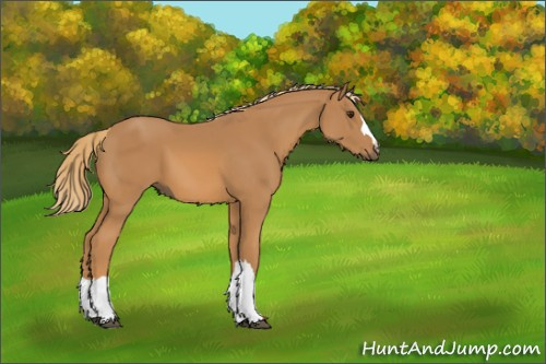 Horse Color:Chestnut 