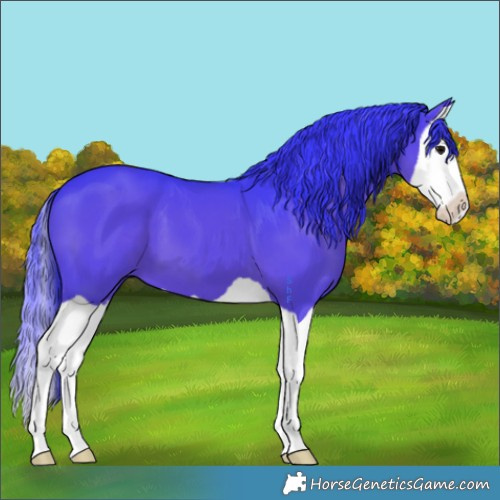 Horse Color:Watercolor Black Splash 