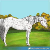 Horse Color:Liver Chestnut Sabino Tobiano Snowflake Varnish