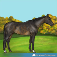 Horse Color:Buckskin 