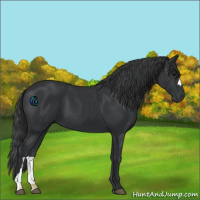 Horse Color:Black 