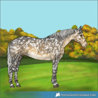 Horse Color:Silver Buckskin Appaloosa 