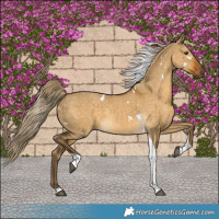 Horse Color:White Spotted Chocolate Palomino Dun Tobiano 