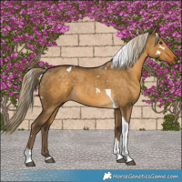 Horse Color:White Spotted Chocolate Palomino Dun Tobiano 