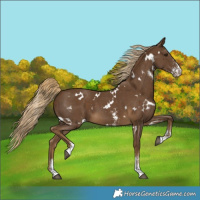 Horse Color:White Spotted Chocolate Palomino Sabino 