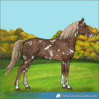 Horse Color:White Spotted Chocolate Palomino Sabino 
