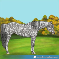 Horse Color:Black Tobiano Snowflake Varnish