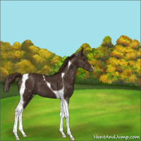 Horse Color:Liver Chestnut Tobiano Appaloosa 