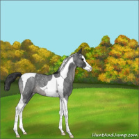 Horse Color:Blue Roan Splash Tobiano Snowflake Varnish