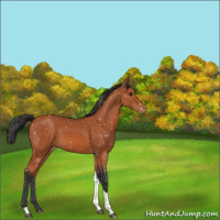 Horse Color:Bay Tobiano Appaloosa 