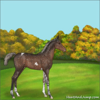 Horse Color:Liver Chestnut Tobiano Appaloosa