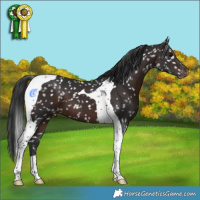 Horse Color:Brown Tobiano Snowflake Varnish