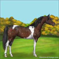 Horse Color:Brown Tobiano Appaloosa