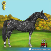 Horse Color:Black Tobiano Appaloosa 