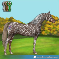 Horse Color:Liver Chestnut Tobiano Appaloosa 