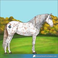 Horse Color:Chestnut Appaloosa 