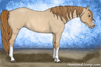 Horse Color:Red Dun Roan Splash Frame Rabicano 