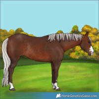 Horse Color:Silver Brown Rabicano 