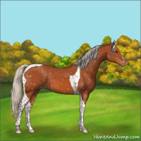 Horse Color:Silver Brown Tobiano Appaloosa 