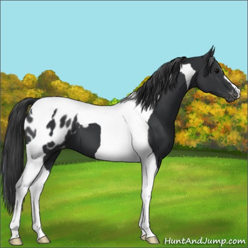 Horse Color:Black Tobiano Appaloosa 