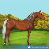 Horse Color:Silver Bay 