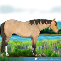 Horse Color:Buckskin Roan