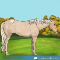 Horse Color:Palomino Roan Appaloosa 