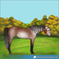 Horse Color:Gray Bay 